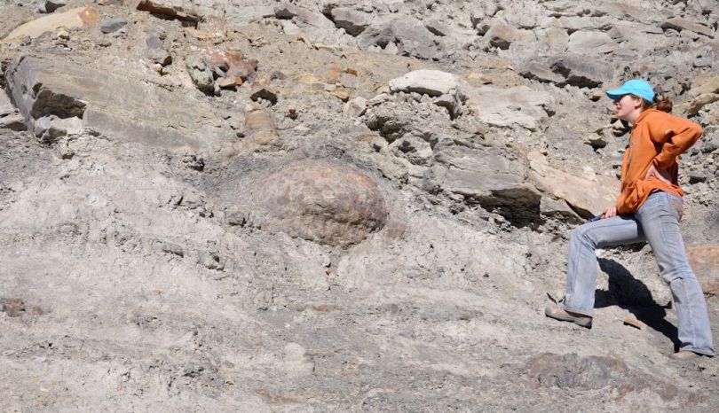 This nodule is very rounded. Of note is the dark gray shale layer between the root nodule and the tree trunk.