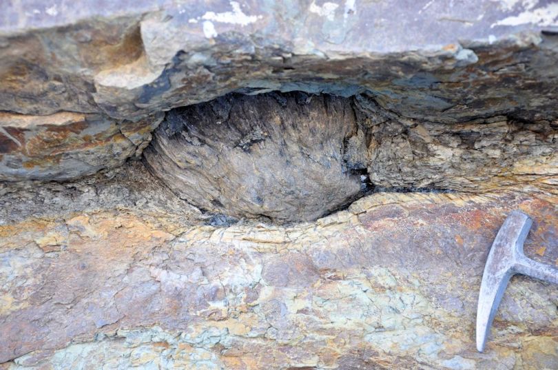 Note the carbonized matter between the ball and the sandstone and also the root impressions in the sandstone below the root ball.